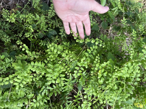 Lygodium microphyllum observed 2026-10-24