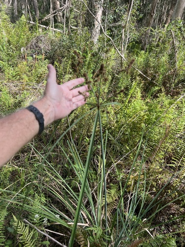 Cyperus ligularis observed 2026-10-24