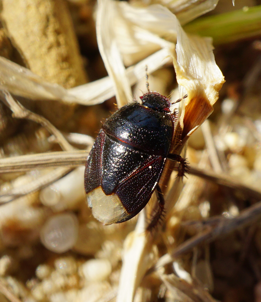 Microporus nigrita