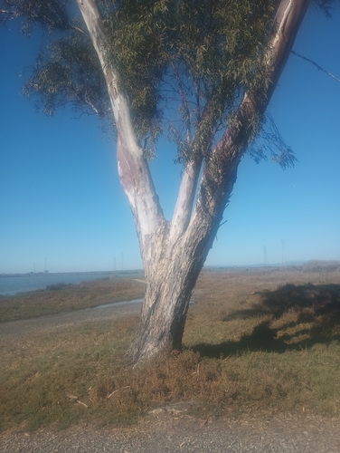 Eucalyptus camaldulensis observed 2026-10-24