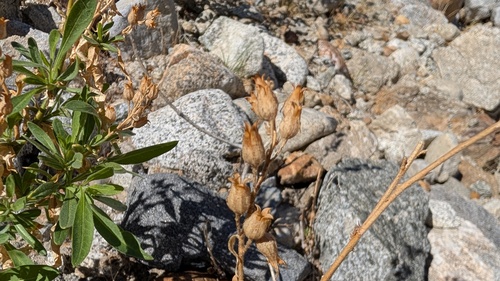 desert tobacco