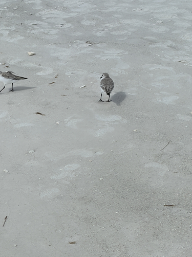 iNaturalist image