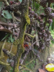 Risiocnemis