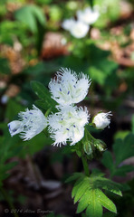 Phacelia fimbriata