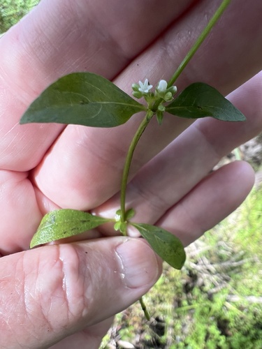 Mitreola petiolata observed 2026-10-24