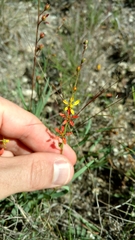Galphimia angustifolia
