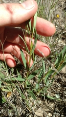 Galphimia angustifolia