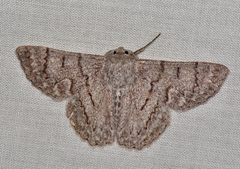 Crypsiphona tasmanica