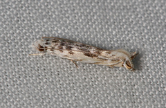 Erechthias mystacinella
