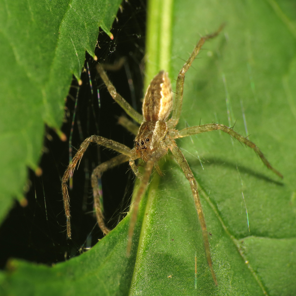 Pisaurina