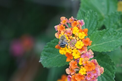 California Digger Bee