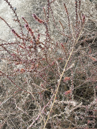 Salsola tragus observed 2026-10-24