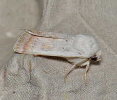 Proteuxoa cyanoloma