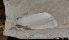 Acyphas semiochrea