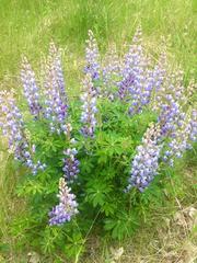 Lupinus perennis