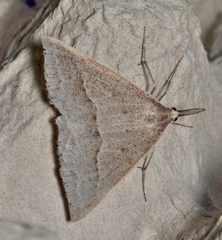 Epidesmia hypenaria