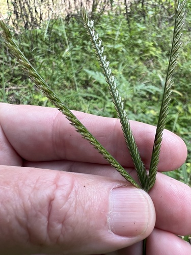 Eleusine indica observed 2026-10-24