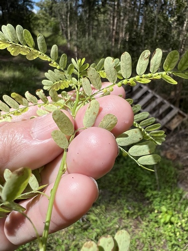 Phyllanthus amarus observed 2026-10-24