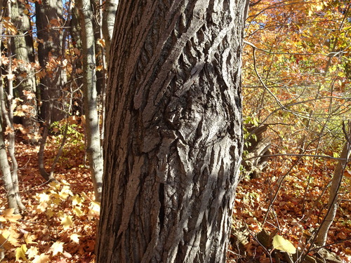Juglans cinerea, 2026-10-24
