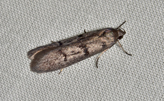 Ericrypsina chorodoxa