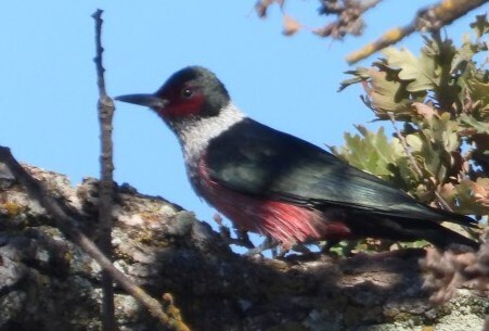 Melanerpes lewis observed 2026-10-24