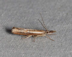 Ptochostola microphaeellus