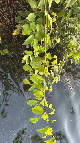 Dalbergia observed 2026-10-24