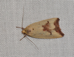 Ageletha elaeodes