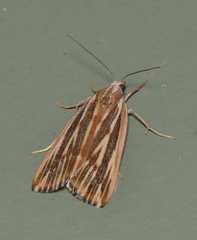 Rhynchopsota delogramma