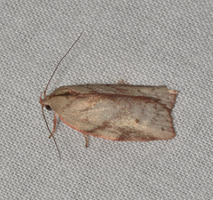 Euchaetis inceptella