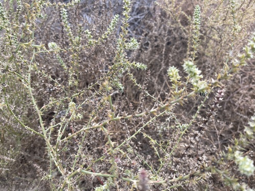Salsola tragus observed 2026-10-24