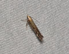 Tinea corynephora