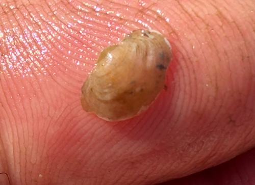 Sphaerium transversum, 2026-10-24