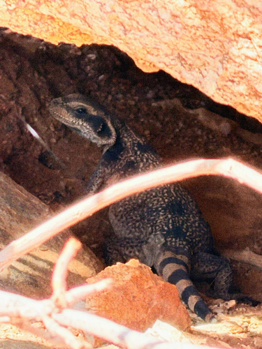 Sauromalus observed 2026-10-24