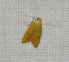 Aeolothapsa malacella