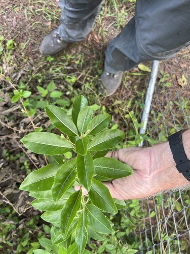 Cestrum diurnum observed 2026-10-24