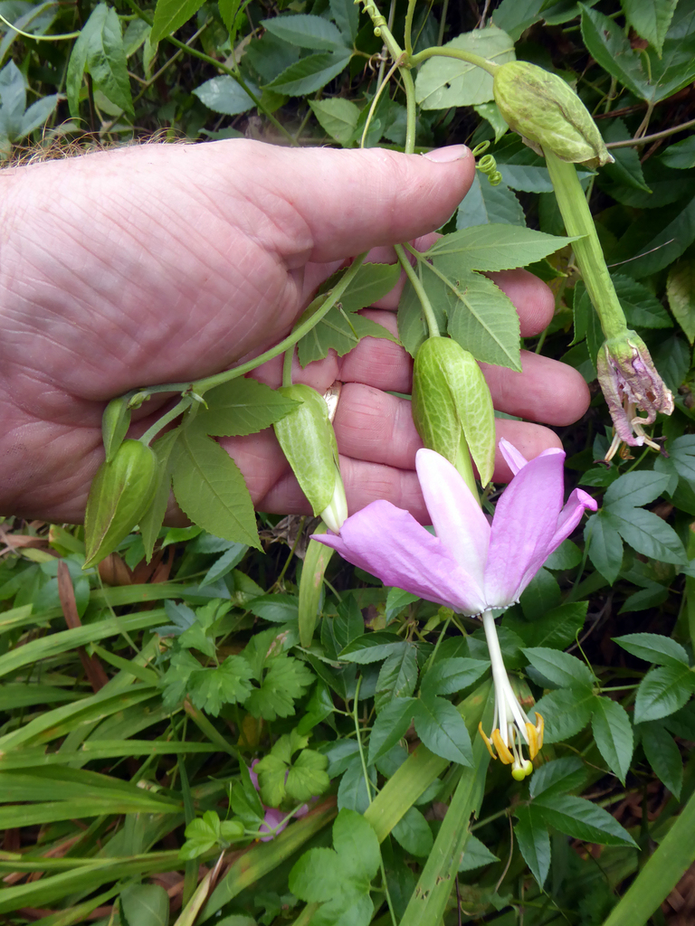Passiflora tarminiana, Kapiti Island, Waiorua Stream, Waiorua Settlement
