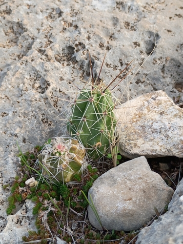 Strawberry Cactus