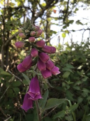 Digitalis purpurea