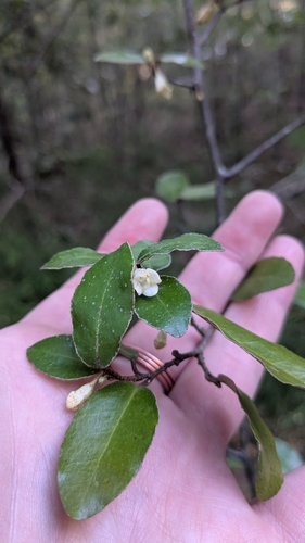 Elaeagnus pungens, 2026-10-24
