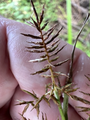 Cyperus odoratus observed 2026-10-24