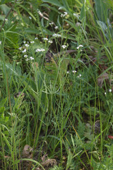 Galium hexanarium