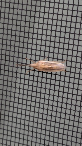 Mecidea