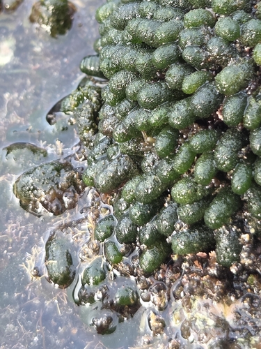 Dasycladus vermicularis observed 2026-10-24