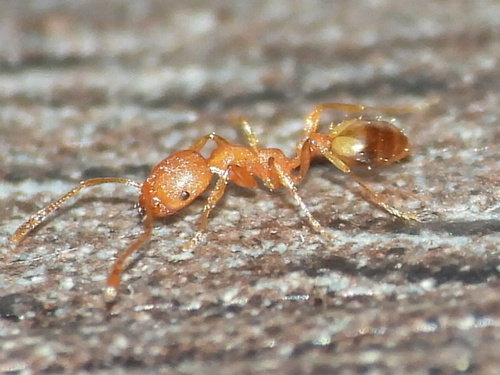 Monomorium pharaonis observed 2026-10-24