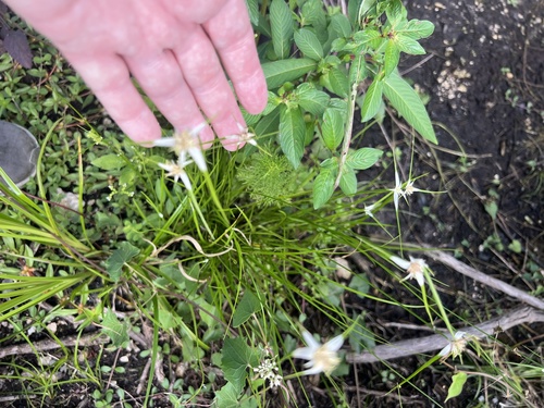 Rhynchospora colorata observed 2026-10-24