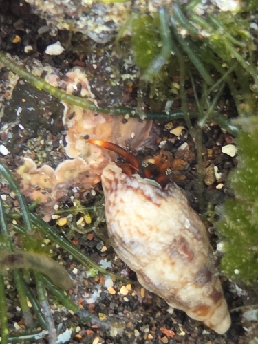 Clibanarius aequabilis observed 2026-10-24