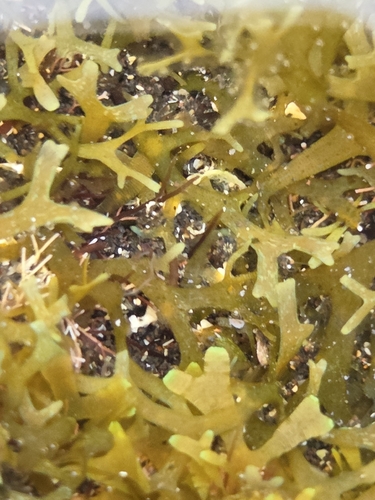 Dictyota dichotoma observed 2026-10-24