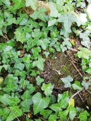 Hedera helix