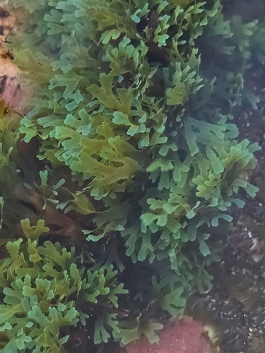 Taonia atomaria observed 2026-10-24